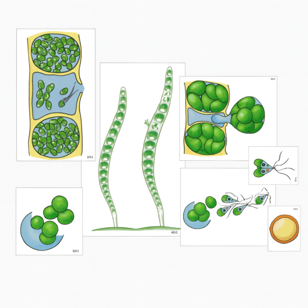 Модель аппликация Размножение многоклеточной водоросли