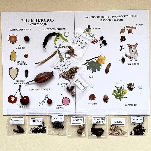 Семена и плоды с раздаточным материалом