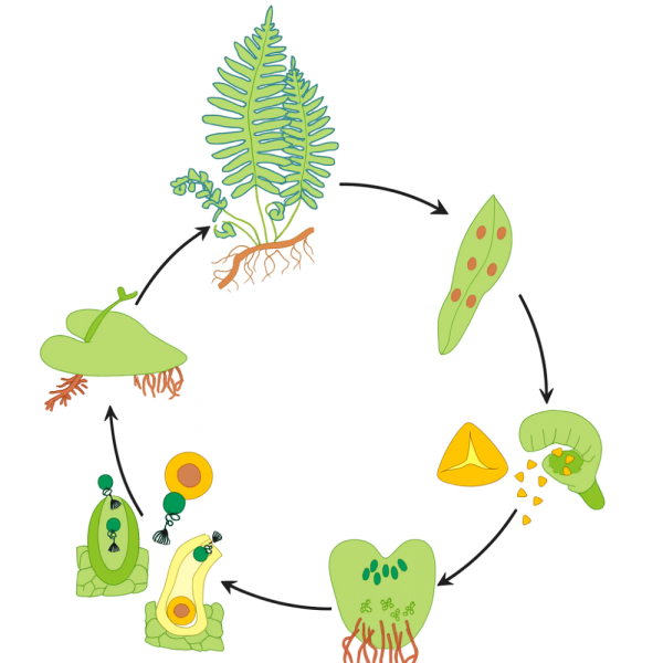 Модель аппликация размножение папоротника