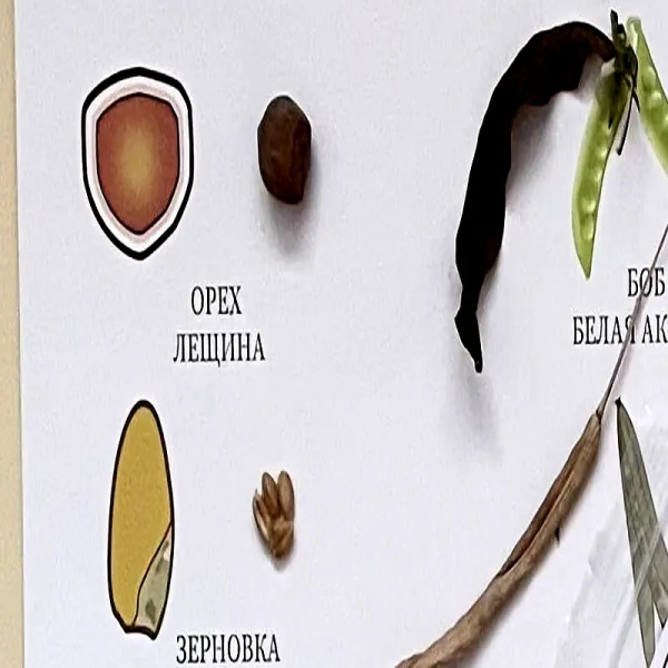 Семена и плоды с раздаточным материалом