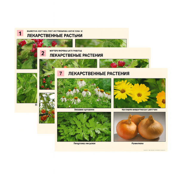 Комплект раздаточных таблиц по биологии