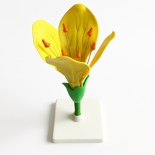 Комплект ботанических моделей демонстрационный