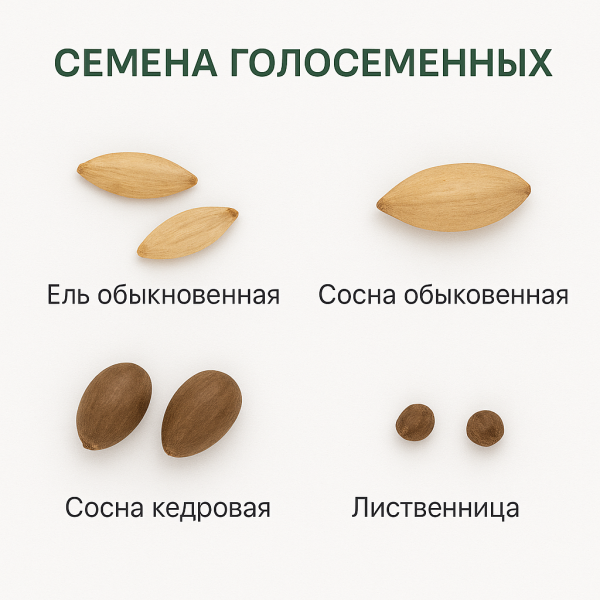 Коллекция «Шишки, плоды, семена деревьев и кустарников»