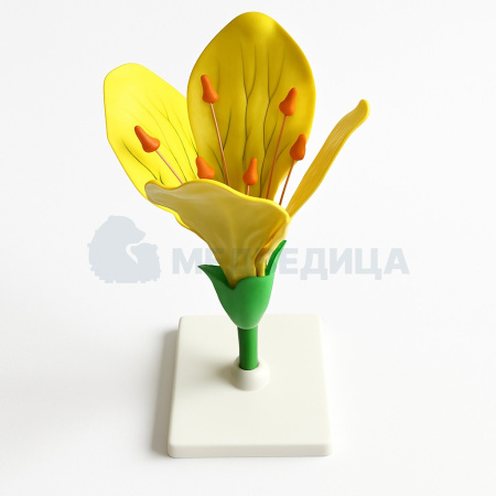 Комплект ботанических моделей демонстрационный