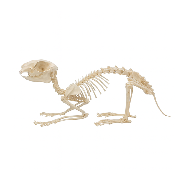 Комплект скелетов различных классов животных