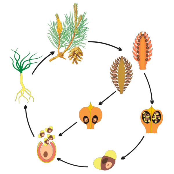 Модель аппликация размножение сосны