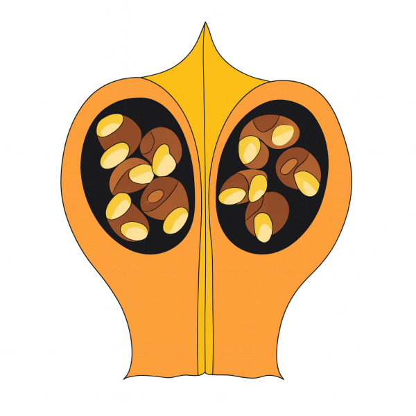 Модель аппликация размножение сосны