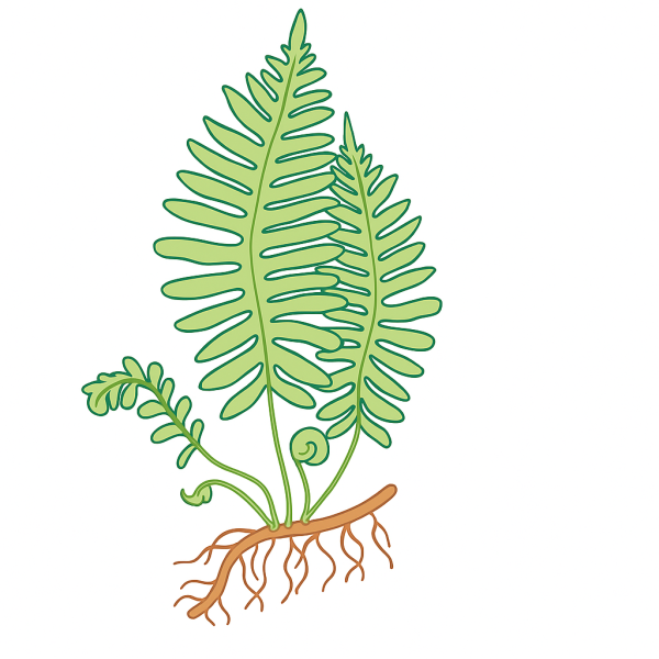 Модель аппликация размножение папоротника