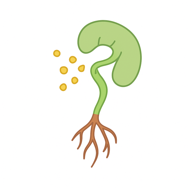 Модель аппликация размножение папоротника