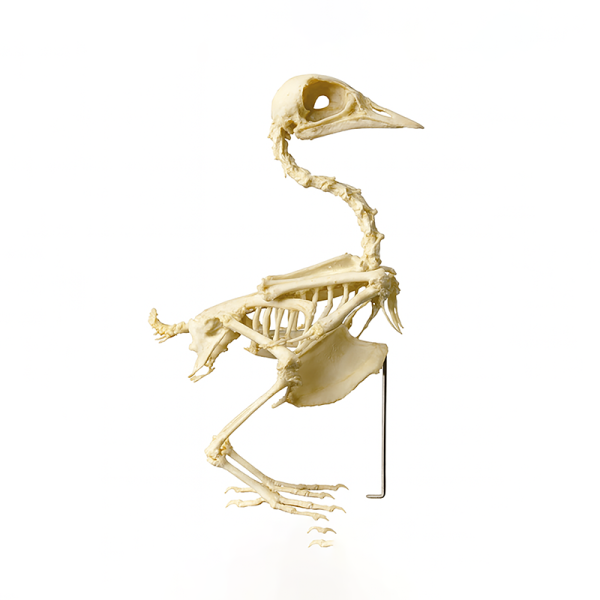 Комплект скелетов различных классов животных