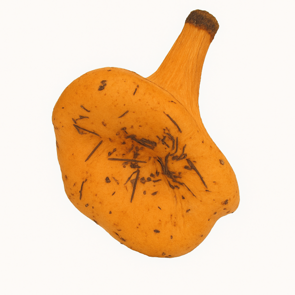 Набор муляжей грибов