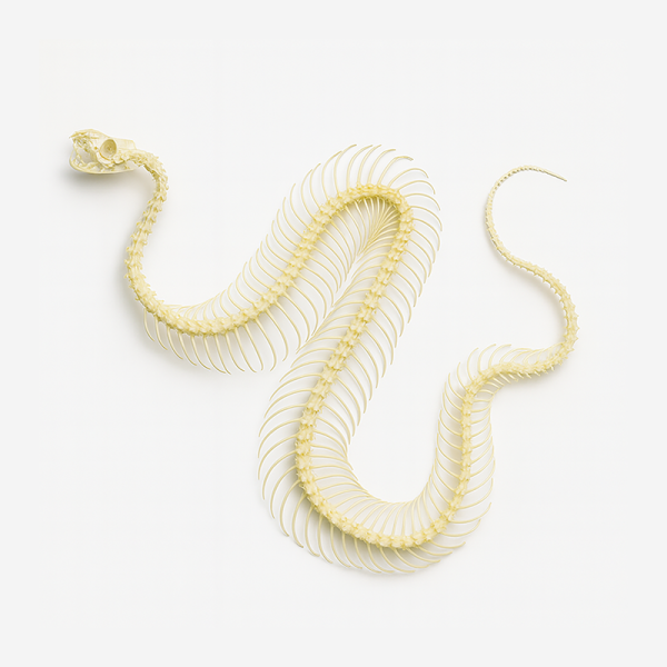 Комплект скелетов различных классов животных